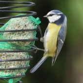 Mésange