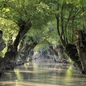 La Venise verte