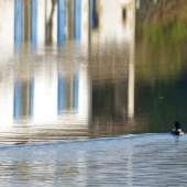 Reflet